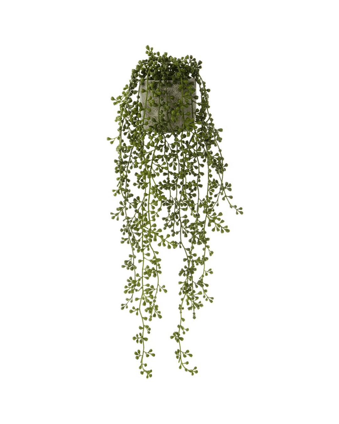A 25" Hanging String of Pearl in Cement Pot, with lush, cascading green tendrils flowing downward from a square, top-mounted pot, isolated on a white background in Scottsdale, Arizona by AllState Floral And Craft.