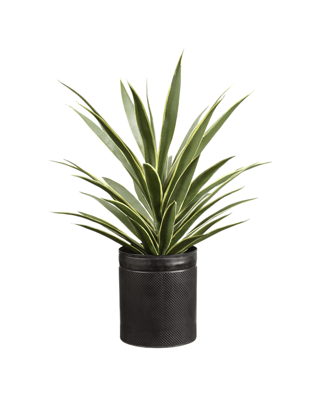 A 29" Yucca Plant with long, upright leaves growing in a textured black pot isolated on a white background, ideal for a Scottsdale Arizona bungalow.