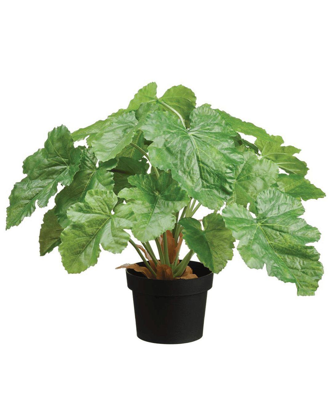 A lush green houseplant with large, lobed leaves in a black pot, isolated on a white background in a Scottsdale, Arizona bungalow - AllState Floral And Craft 18.75" Pelargonium Plant in Plastic Pot.