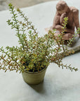 An Abigail Ahern Artificial Burrito Sedum in a pot sits on a light surface, while behind it, a sculpture of a person atop a closed book enhances the peaceful, charming plant care scene.