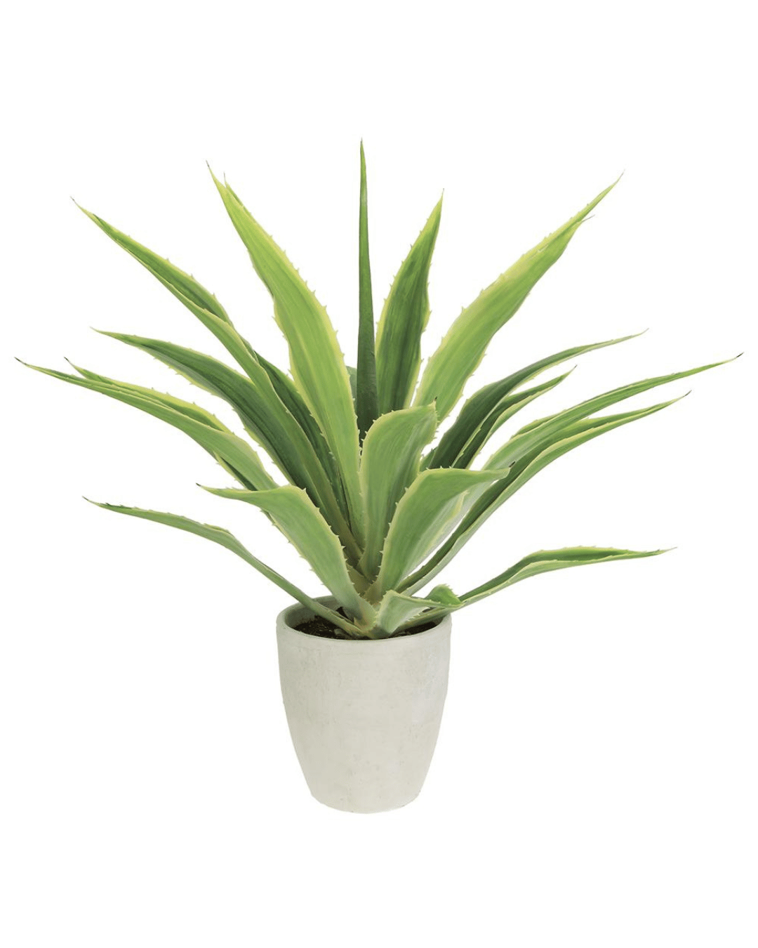 A vibrant 32&quot; Agave in Cement Pot with long, pointed leaves featuring light green edges, housed in a simple, white ceramic pot against a white background in a Scottsdale Arizona bungalow by AllState Floral And Craft.