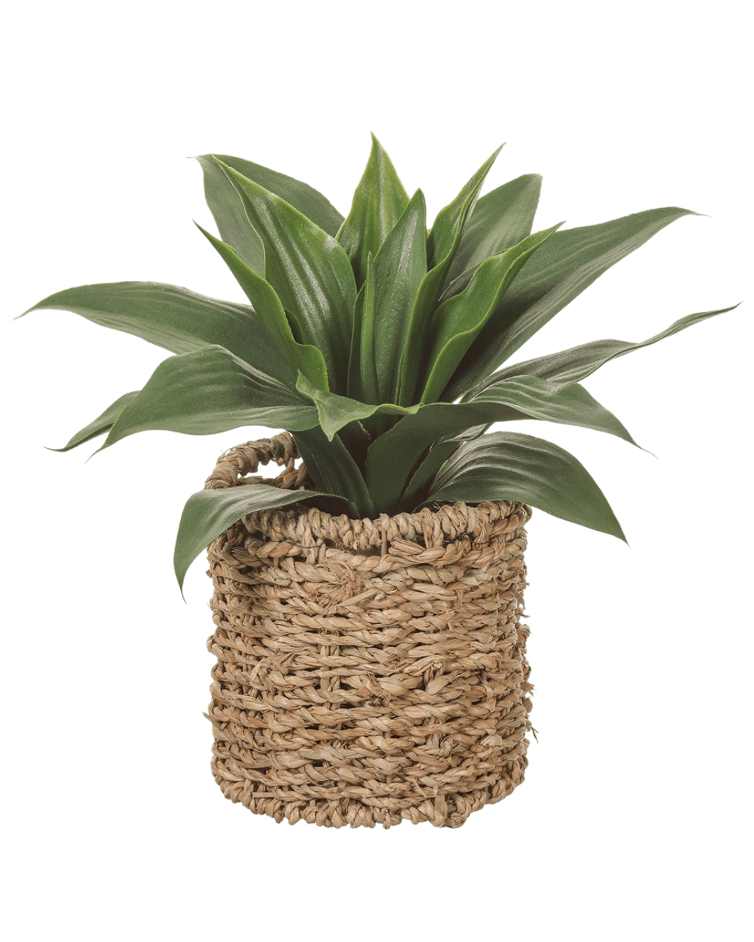 A healthy green 10&quot; Agave in Basket plant with long, pointed leaves sits in a woven basket on a white background in a Scottsdale Arizona bungalow.