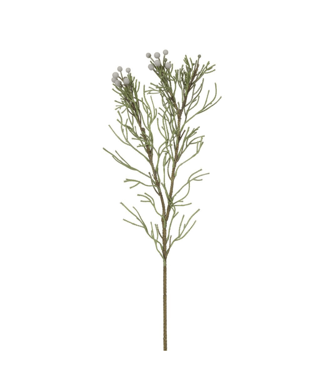 Illustration of a single 33" Brunia Spray branch with sparse needle-like leaves and small grey berries at the tips, typical of Scottsdale, Arizona, isolated on a white background.