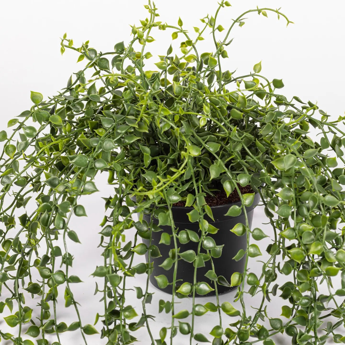 is turtle vine indoor plant 5.5