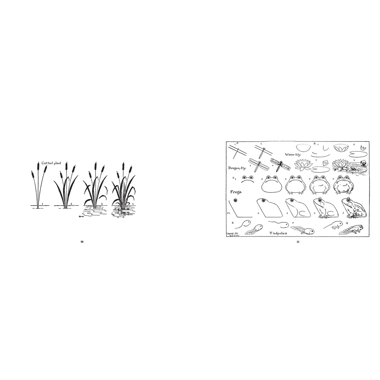 Left: Illustration of cattail plants in water. Right: Diagram of pond creatures with handwritten labels—Faire's "What To Draw and How To Draw" is the perfect drawing guide for aspiring nature artists.