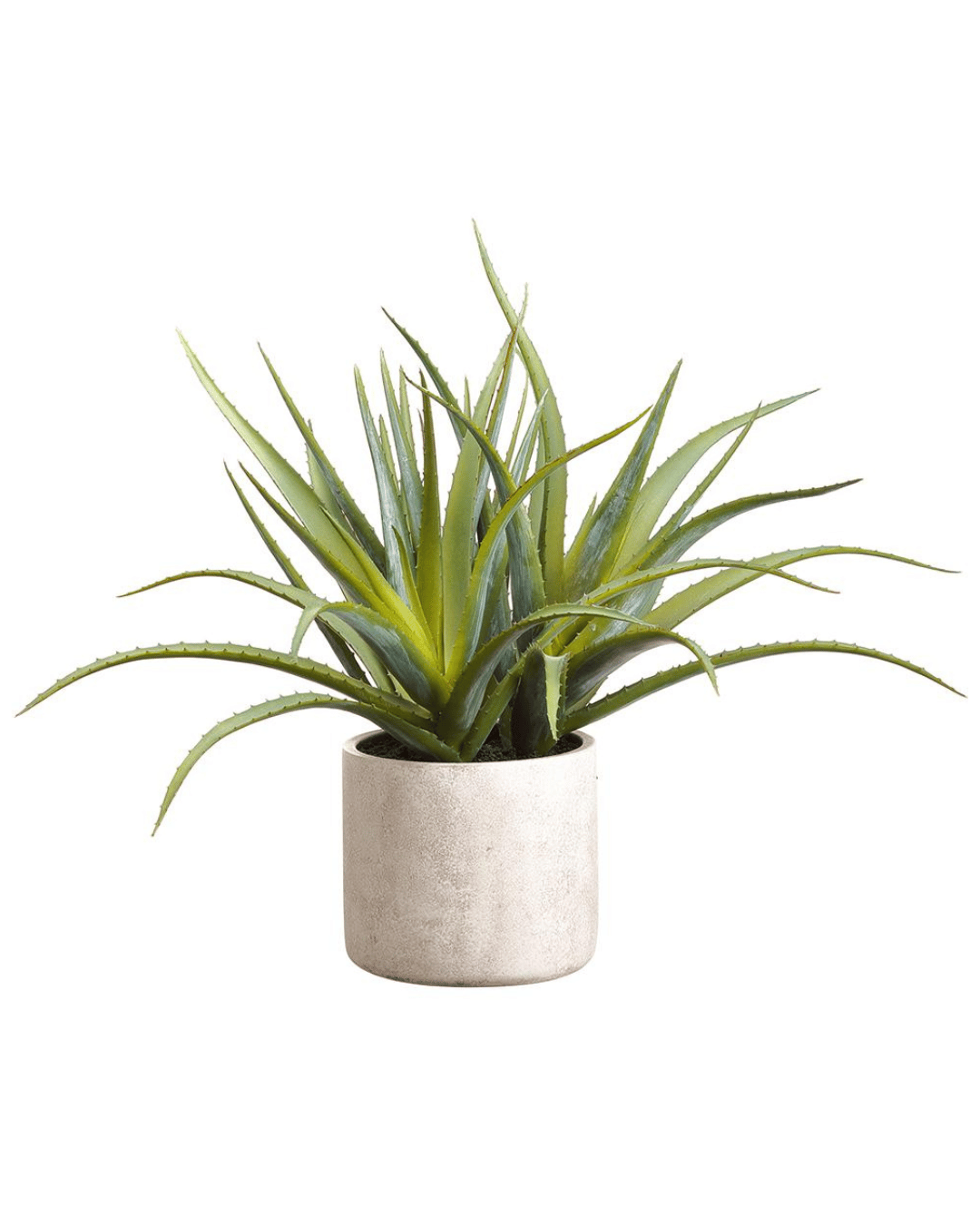 A 21" AllState Floral And Craft Aloe Plant in Cement Pot with spiked, green leaves in a round, gray stone pot isolated on a white background in Scottsdale, Arizona.