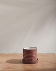 The Accent Decor Salamanca Pot with Saucer S, a small round brown ceramic pot with white dots and drainage hole, sits on a wooden surface, soft light casting shadows on the plain light-colored wall behind it.