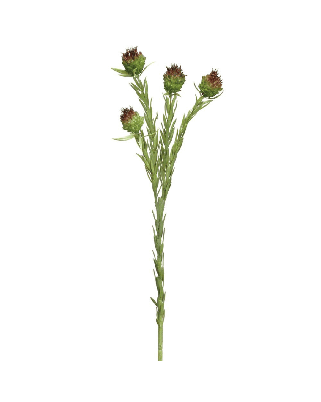 Illustration of a single green plant stem with several leaves and three brownish spiky flower buds at the top, isolated on a white background in Scottsdale, Arizona featuring the AllState Floral And Craft 22" Mini aluminum spray.