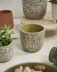 The Accent Decor Verde Pot is a speckled green ceramic planter shown close-up with small succulents, displayed on a light surface alongside a round wooden tray and neutral terrazzo pots in the background.