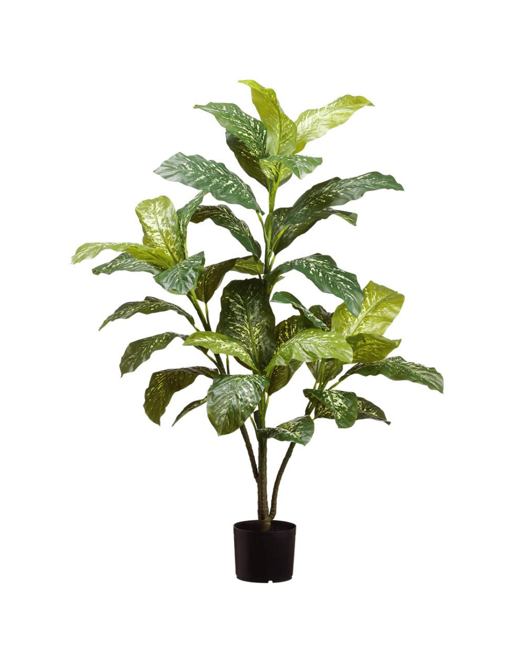A vibrant, lush green AllState Floral And Craft potted plant with glossy leaves, isolated on a white background, perfect for a Scottsdale Arizona bungalow.