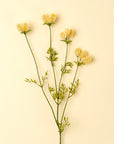 The Indaba Dandelion Pom Pom Spray features a single stem with thin green branches and clusters of pale yellow flowers—ideal as accent decor against a light beige background.