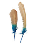Two Faire Feathers with lower halves dyed bright blue and beige tops, shown side by side on a white background.