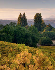 Rows of yellow-green grapevines stretch invitingly across the land, as showcased in "150 Vineyards You Need" by Simon & Schuster Inc.—perfect inspiration for wine lovers seeking to discover the world’s most exceptional vineyards.