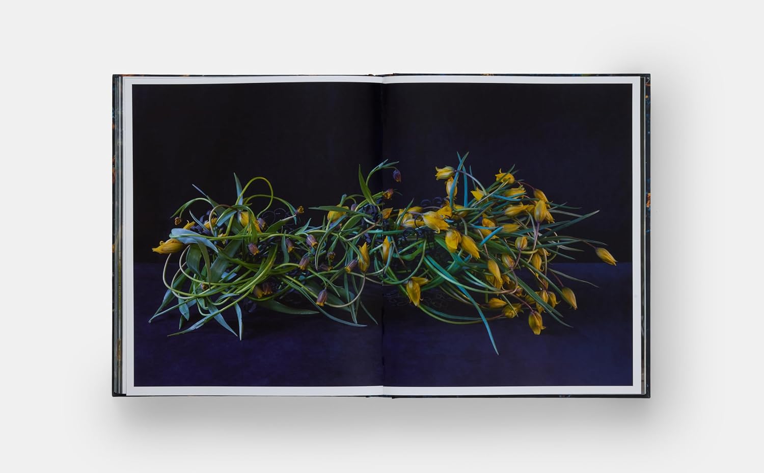 An open book, "Emily Thompson Flowers" by Hachette Book Group, showcases a vibrant photograph of yellow flowers with curly green stems on a dark background, spanning both pages for a dramatic floral composition.