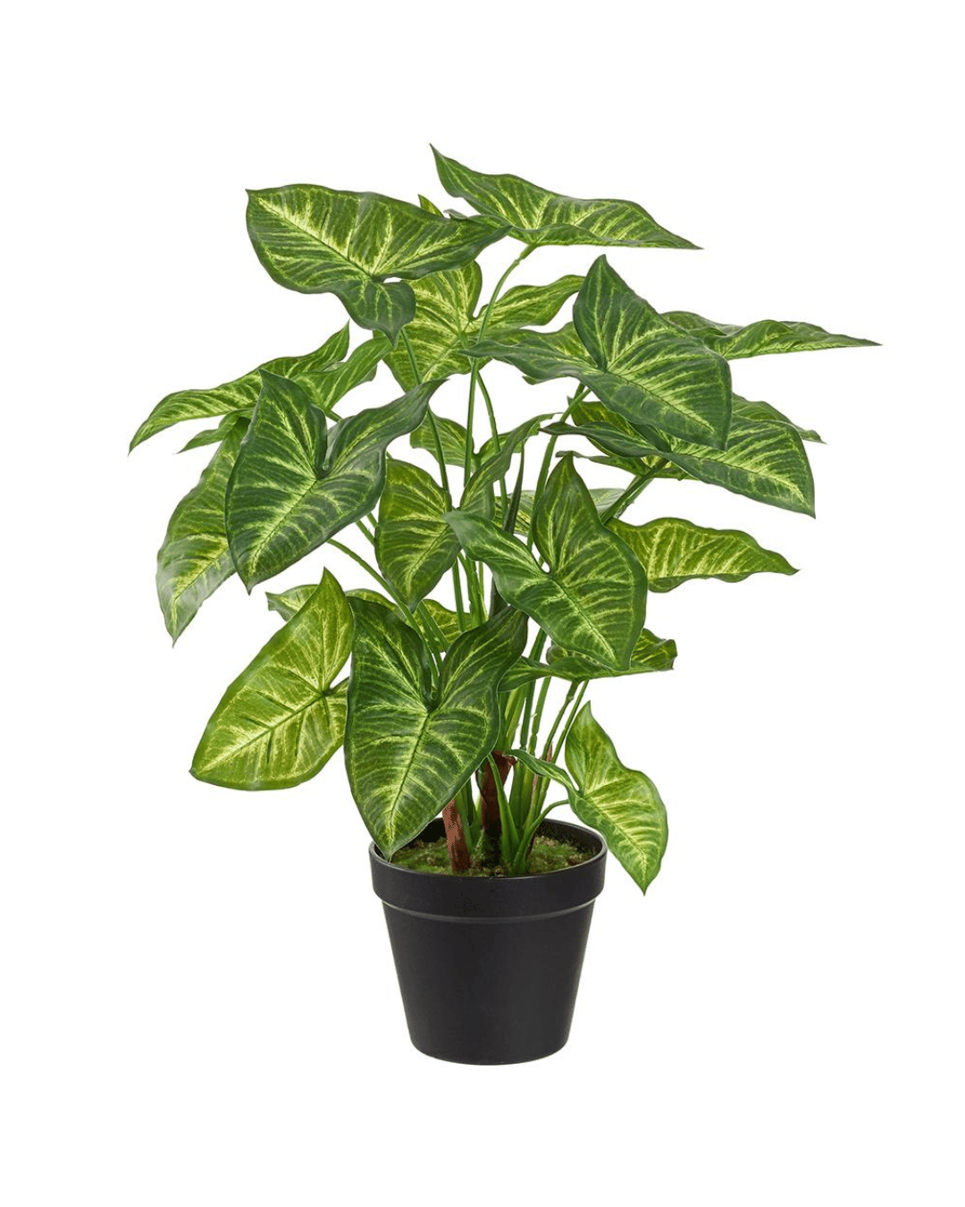 A lush AllState Floral And Craft 18" Arrowhead plant (Syngonium podophyllum) with vibrant green and white leaves, growing in a black pot typical of a Scottsdale Arizona bungalow, isolated on a white background.