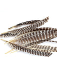 A scattered pile of Faire Feathers, featuring brown and white barred patterns and pointed ends, displayed on a white background.