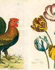 An illustration of a vibrant rooster beside tulips, styled in John Derian’s distinctive decoupage aesthetic, features in the "John Derian Picture Book" by Hachette Book Group.