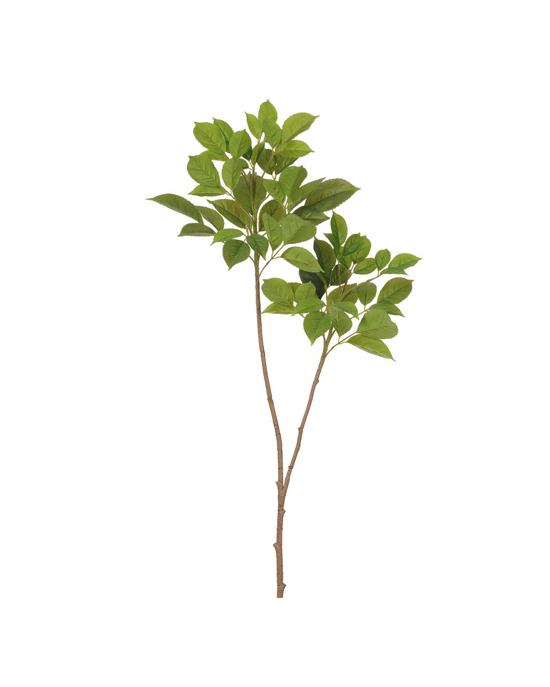 A young tree with a slender brown trunk and vibrant green leaves, isolated against the plain white background of a Scottsdale, Arizona bungalow. AllState Floral And Craft's 41.5" Green Bishop Wood Branch.