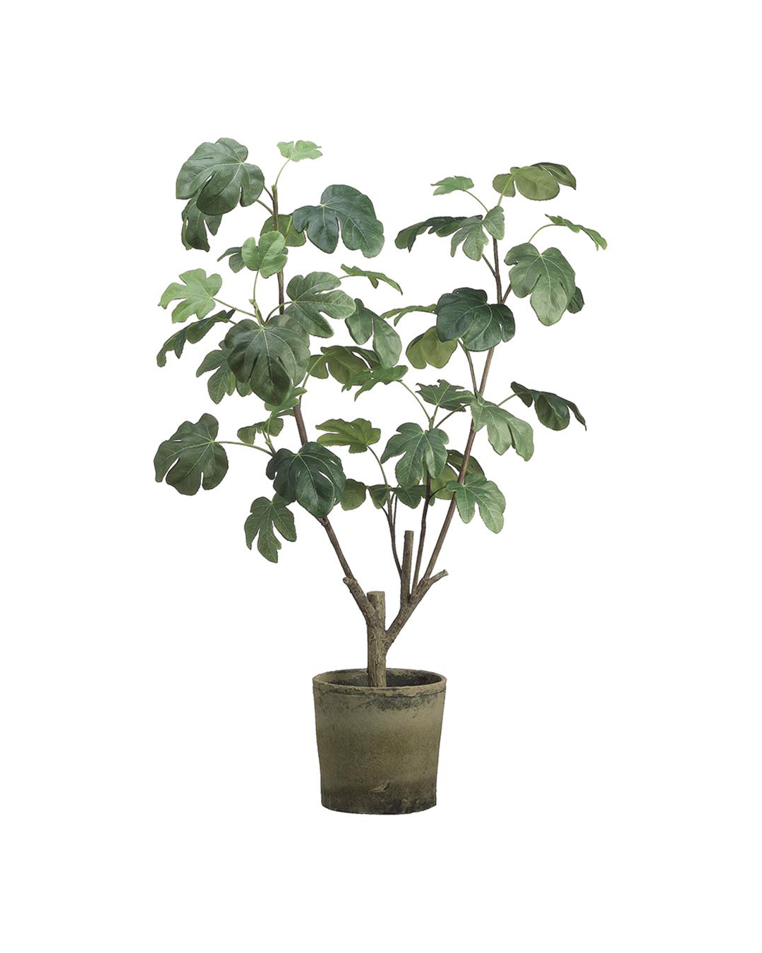 A 48&quot; Fig Plant In Pot from AllState Floral And Craft with large, glossy leaves on multiple branches, isolated against a white background in a Scottsdale Arizona bungalow.