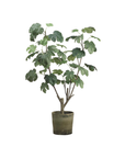 A 48" Fig Plant In Pot from AllState Floral And Craft with large, glossy leaves on multiple branches, isolated against a white background in a Scottsdale Arizona bungalow.