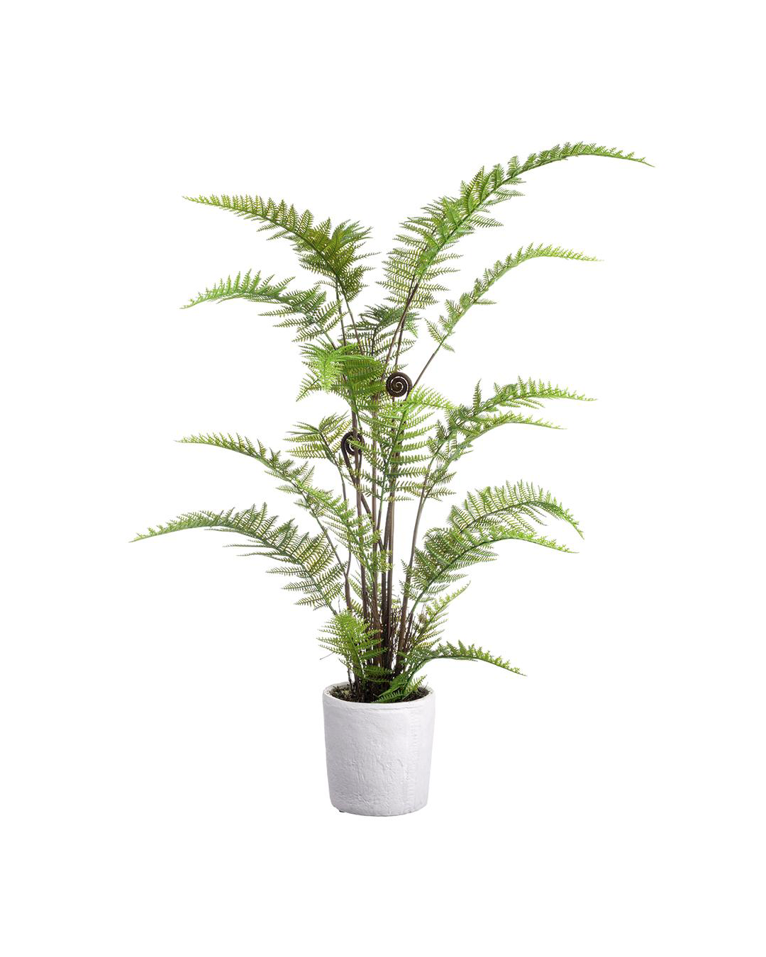 A 38" Leather Fern Plant in a simple white pot, isolated on a white background at a Scottsdale, Arizona bungalow. The plant displays numerous vibrant fronds spreading upwards by AllState Floral And Craft.