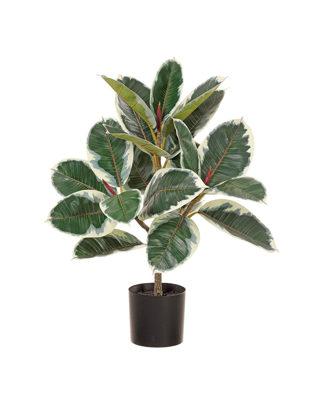 A potted AllState Floral And Craft variegated rubber plant with large, glossy leaves featuring creamy white and green patterns with pink accents, isolated against a white background in a Scottsdale, Arizona bungalow.