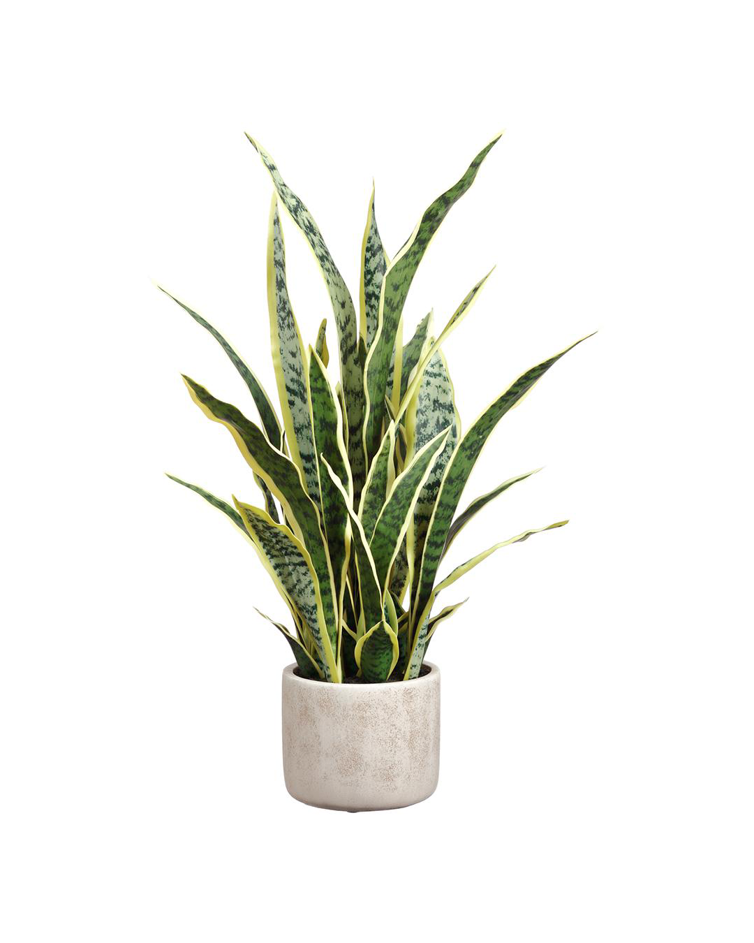 A 28" Variegated Sansevieria Plant (Sansevieria trifasciata) with tall, upright leaves marked with green and yellow in a light gray concrete pot, perfect for a Scottsdale Arizona bungalow, isolated on a white background by AllState Floral And Craft.