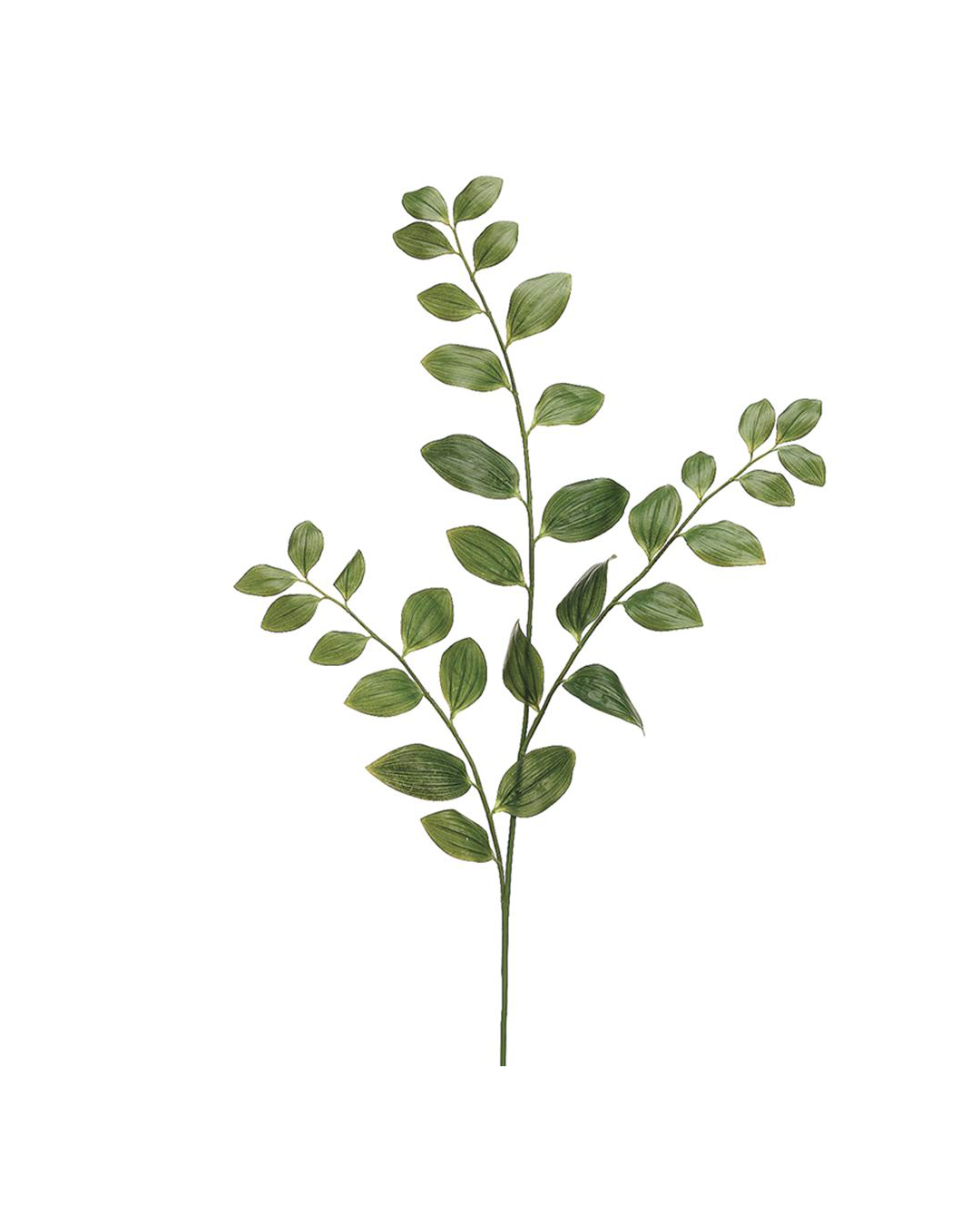 A single, delicate 48&quot; Green Solomon&#39;s Seal Spray with numerous small, oval, green leaves arranged in pairs along its slender stem, captured in a Scottsdale bungalow and isolated on a white background. Brand: AllState Floral And Craft
