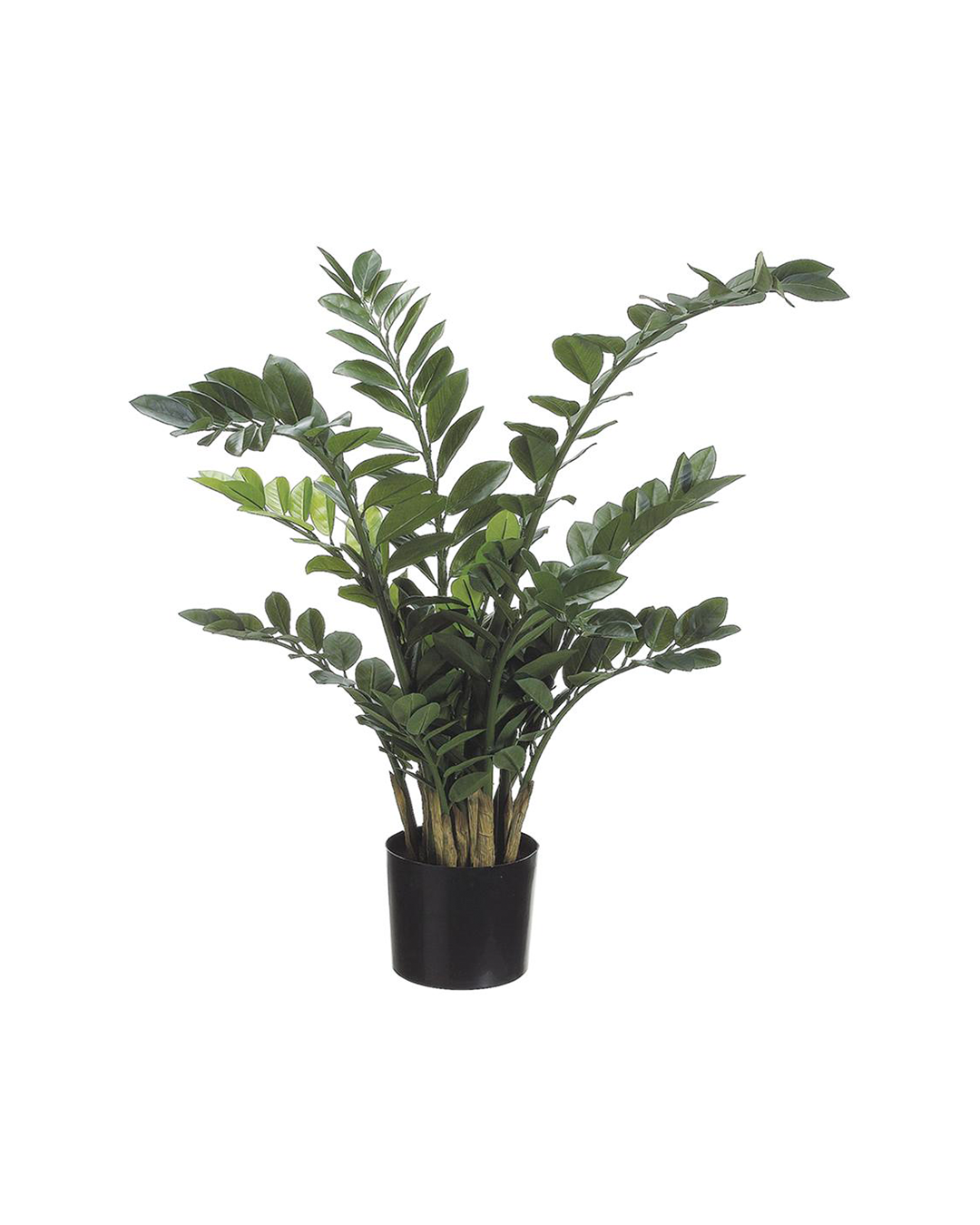 The Zamioculcas Plant 42" by AllState Floral And Craft features thick, waxy leaves and upright growth in a small plastic pot, standing out with vibrant greenery against a white background.