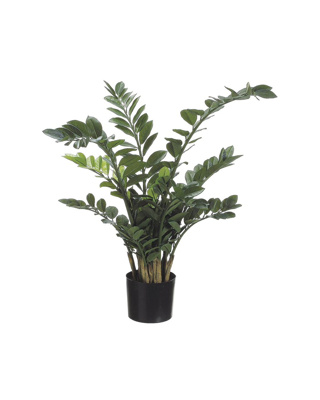 42" Zamioculcas Plant by AllState Floral And Craft with long, slender leaves in a plain black pot, isolated on a white background, perfect for a Scottsdale Arizona bungalow.