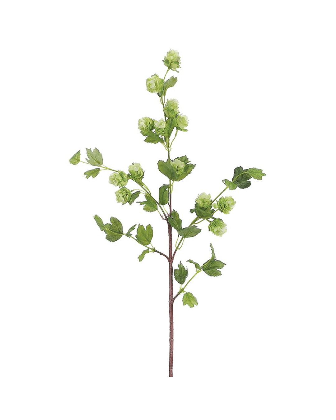 A single, slender tree branch with lush green leaves and clusters of tiny green buds against a plain white background typical of a Scottsdale, Arizona bungalow garden from AllState Floral And Craft&#39;s 36&quot; Hop Spray.