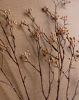 The Kalalou, Inc Budding Branch features thin, dry brown stems with small round beige berries, spread out in a fan-like pattern on a simple brown surface.