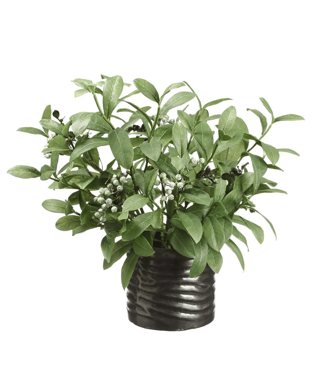 A 22&quot; Skimmia plant with small white berries in a ribbed black pot isolated on a white background, perfect for a bungalow in Scottsdale, Arizona by AllState Floral And Craft.