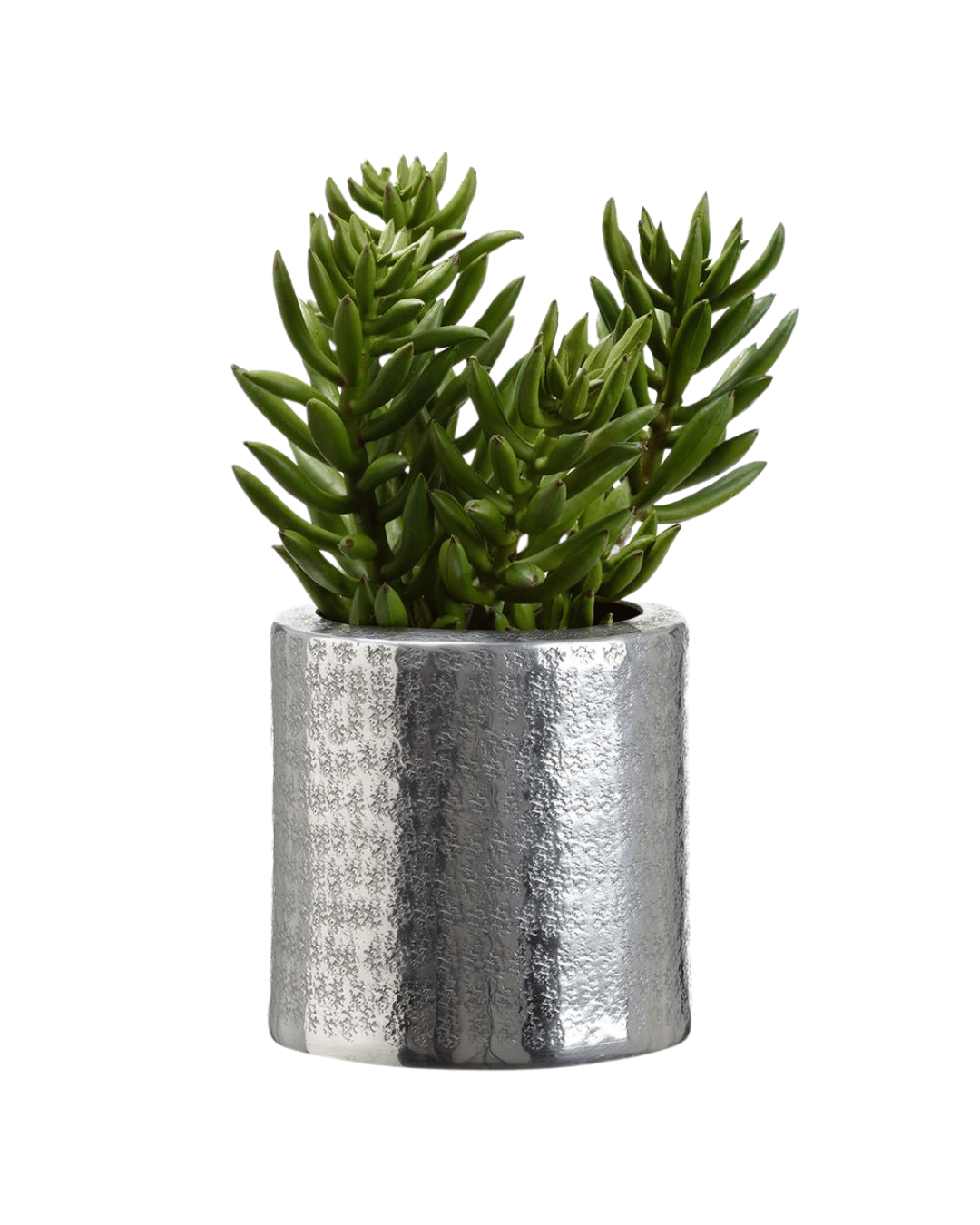 A 10.5" Senecio in Aluminum Pot with fleshy green leaves growing in a shiny metallic silver pot against a white background in a Scottsdale, Arizona bungalow by AllState Floral And Craft.