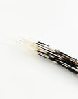 Outpost Original Porcupine Quills—long, thin quills with black and white stripes—bundled with a black band. Perfect natural materials for crafts or jewelry, shown against a white background.