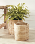 A lush green fern in a Napa Home & Garden RATTAN ROUND BASKET rests on a light wood floor by a wooden table, with an empty matching basket nearby. White shiplap walls create a fresh, youthful look—ideal for interior decor.