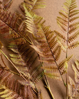Autumn Fern with dry, golden leaves and stems by Kalalou on a plain brown surface, perfect for autumn decor.