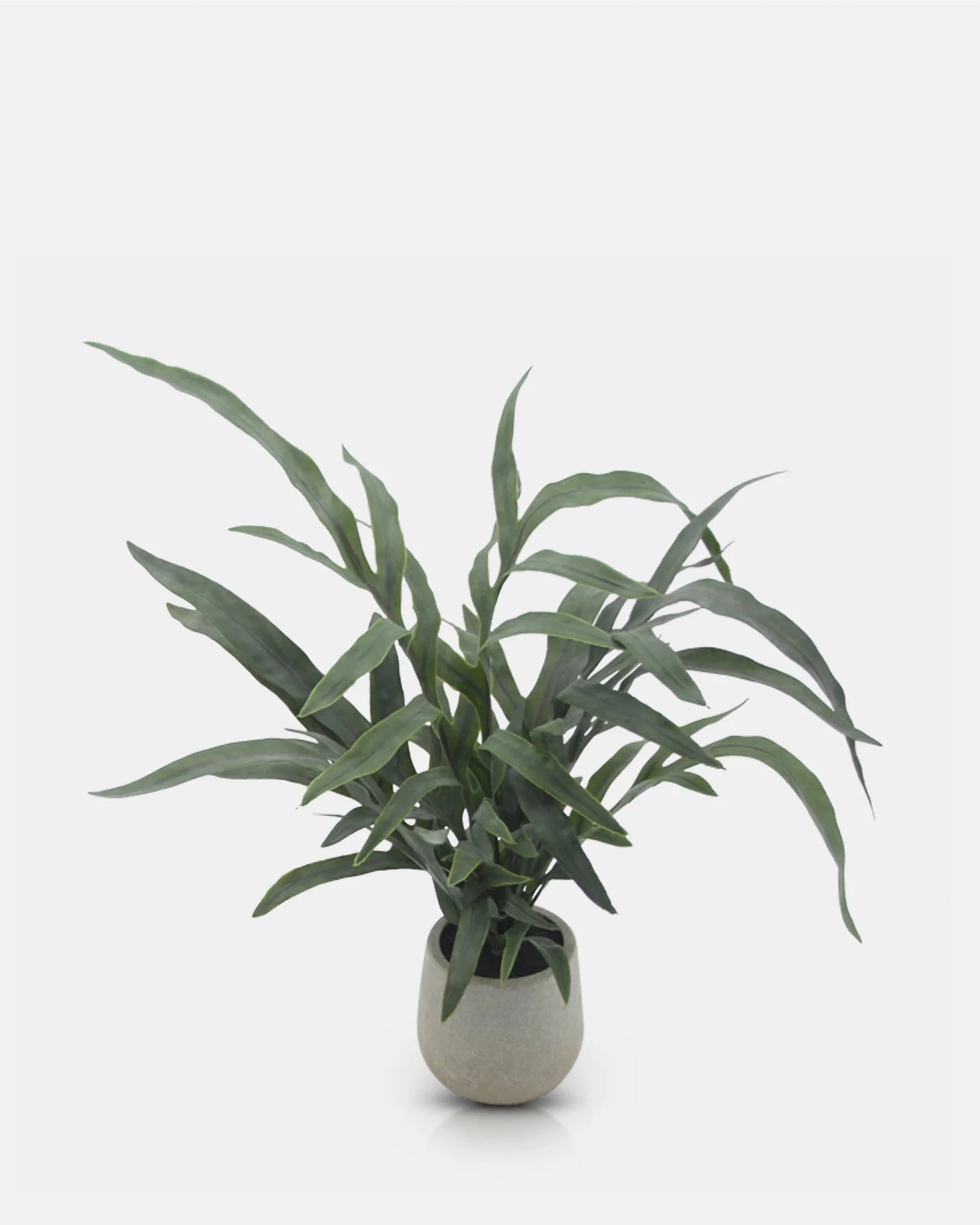 The Abigail Ahern AA-Y1-049 eucalyptus features lush, long, narrow leaves in a simple round pot, adding effortless botanical beauty to any space—ideal for low-maintenance decor.