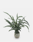 The Abigail Ahern AA-Y1-049 eucalyptus features lush, long, narrow leaves in a simple round pot, adding effortless botanical beauty to any space—ideal for low-maintenance decor.