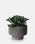 The Abigail Ahern Artificial Kalanchoe features wavy green succulent leaves in a textured, round gray concrete pot, displayed against a plain white background. This stylish décor piece offers low-maintenance greenery for any space.