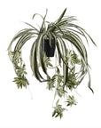 The Abigail Ahern Artificial Spider Plant features long, arching variegated leaves and dangling baby offshoots in a sleek black pot, perfect for adding greenery to any space.