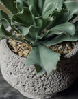 The Abigail Ahern Artificial Kalanchoe in pot features ruffled, low-maintenance leaves in a textured gray planter with pebbles, perfect for adding style to any dark surface.