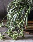 The Abigail Ahern Artificial Spider Plant, featuring long variegated leaves and trailing offshoots, is displayed atop stacked vintage books on a rustic surface.