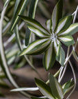 Close-up of the Abigail Ahern Artificial Spider Plant featuring realistic, detailed variegated green and white leaves with striped, star-shaped flowers on white stems—ideal as a faux decor piece.