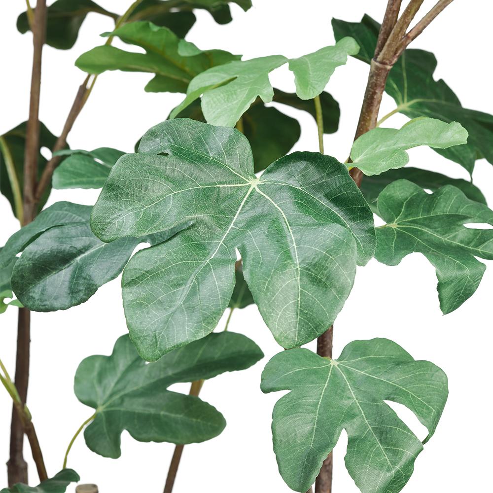 A close-up image of a 48&quot; Fig Plant In Pot from AllState Floral And Craft in Scottsdale, Arizona, showcasing its broad, green leaves with distinct veins against a white background.