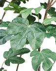 A close-up image of a 48" Fig Plant In Pot from AllState Floral And Craft in Scottsdale, Arizona, showcasing its broad, green leaves with distinct veins against a white background.