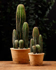 Two AllState Floral And Craft "9.5 Column Cactus" plants in different-sized pots sit on a wooden surface, distinguished by vertical ridges, with a dark, blurred background.