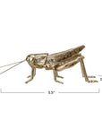 The Grasshopper Gold by Creative Co-op is a gold-colored metal figurine shown in profile, measuring 5.5"L x 1.75"W x 1.75"H—a stylish piece of home decor.
