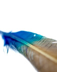 A close-up of Faire's Ombre Turkey Feathers in dark turquoise, showcasing vibrant blue and green hues on a white background. One side of the feather is sharply in focus, gradually blurring toward the tip.