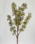 The Sedum Pick Green by Faire features clusters of small green buds on a single branch, highlighting its natural texture against a plain white background.